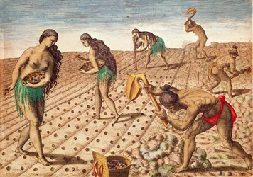 Brevis Narratio, Culture et semis, 1563